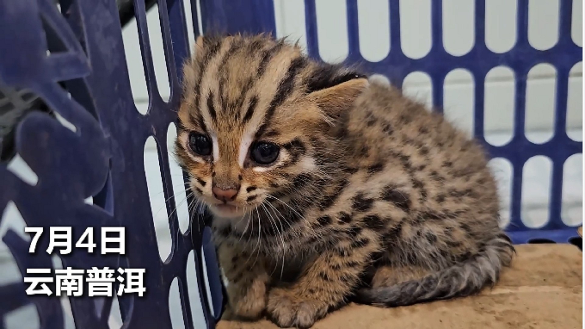 警民携手救助国家二级保护动物“豹猫”